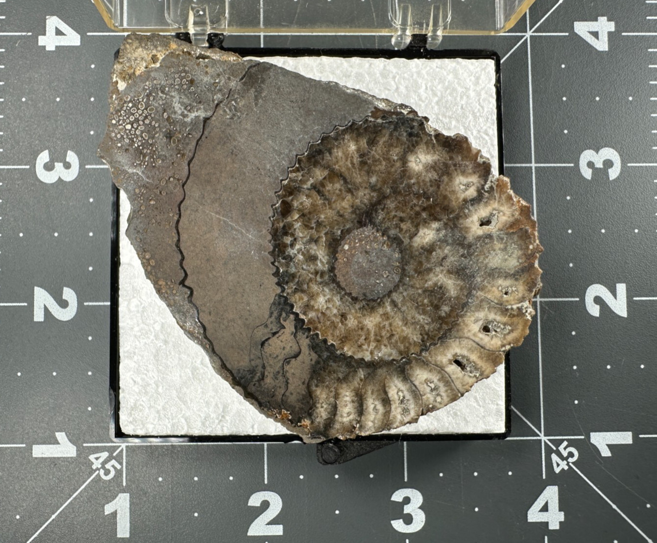 ➤ 2-3/4 Inch AMMONITE Fossil Specimen - Reichenbach South Germany VIDEO➤163