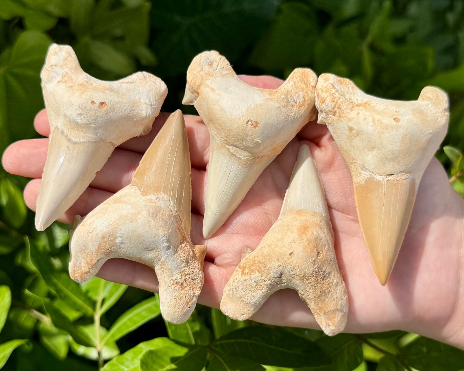 LARGE Shark Tooth Fossils, Natural Fossilized Shark Teeth - Choose Size & Amount