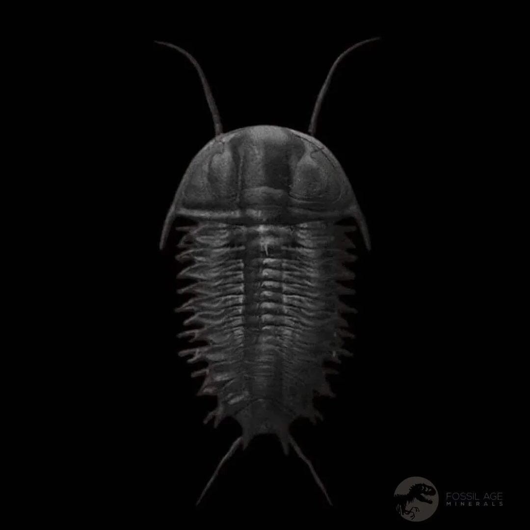 3.6" Flexicalymene Trilobite Fossil Ordovician Age Tazzarine Region Morocco COA