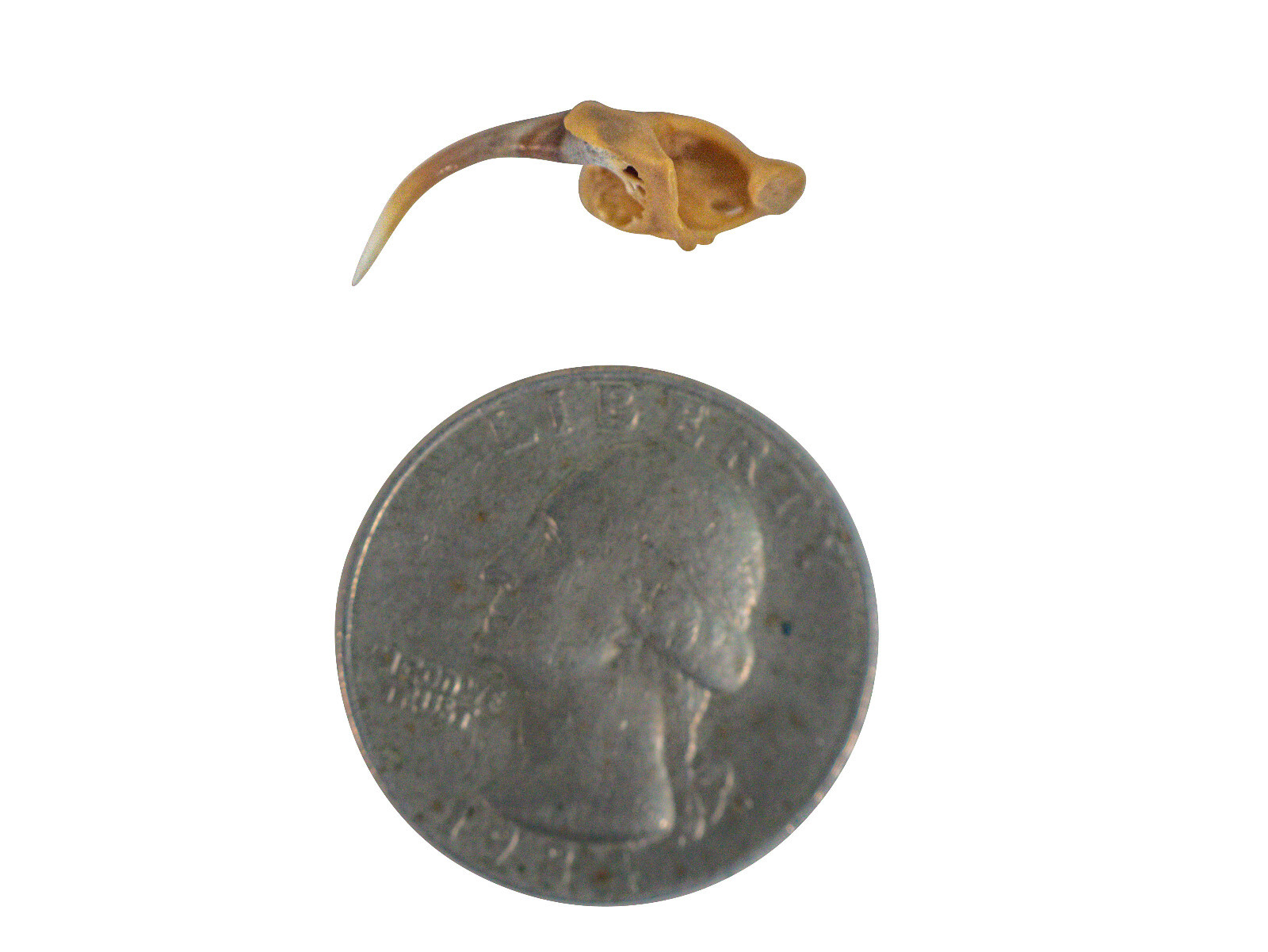 Real #2 Rattlesnake Fang (598-F2-AS) V1