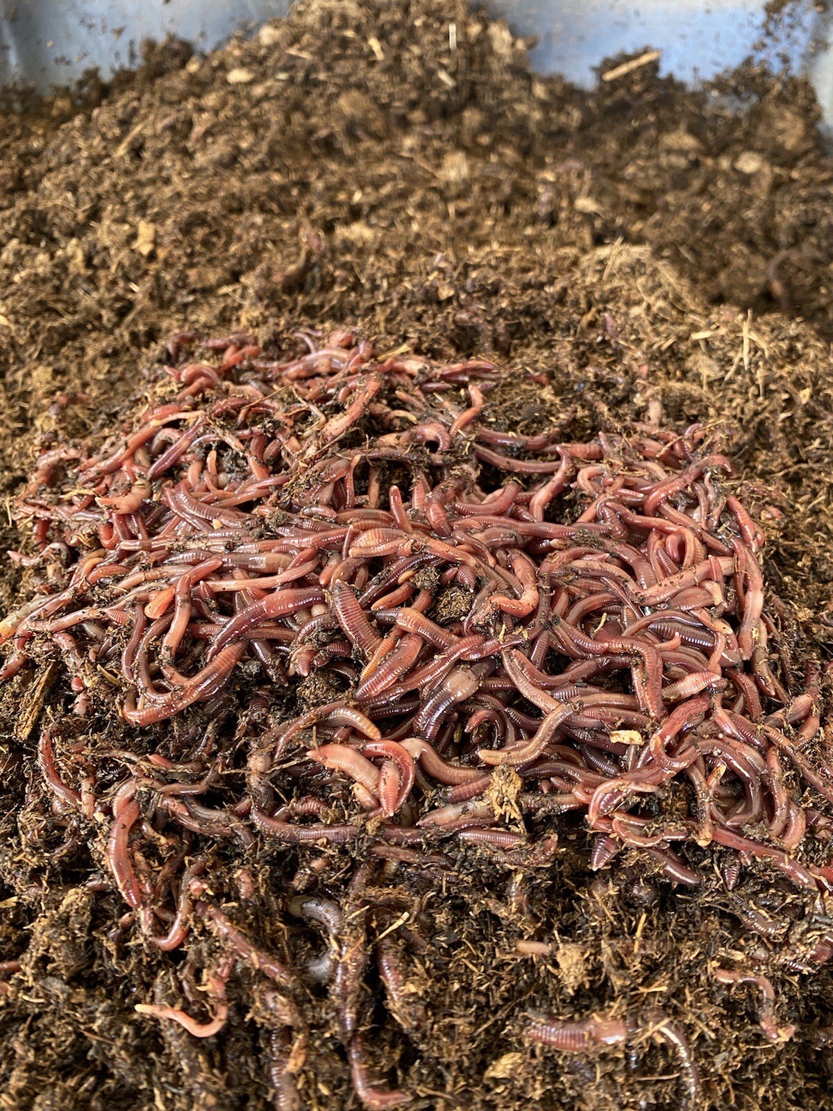 1lb Of Red Composting Worms