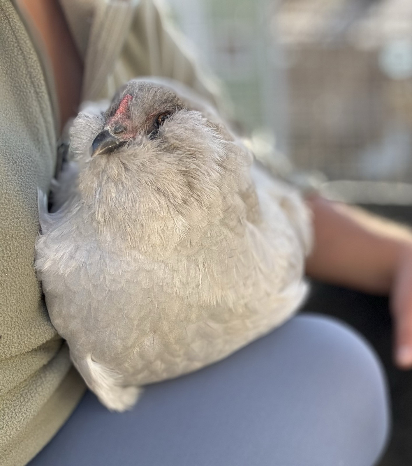 6+ Organically Raised Self Blue Lavender Ameraucana Fertile Hatching Eggs