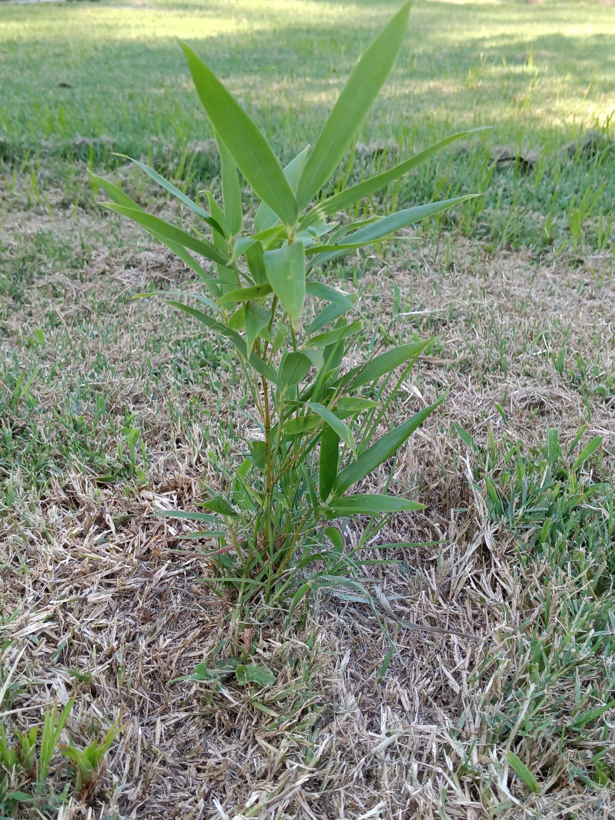 Fall Special MOSO Live Bamboo Root 6pc per order, 5 inches or longer each.