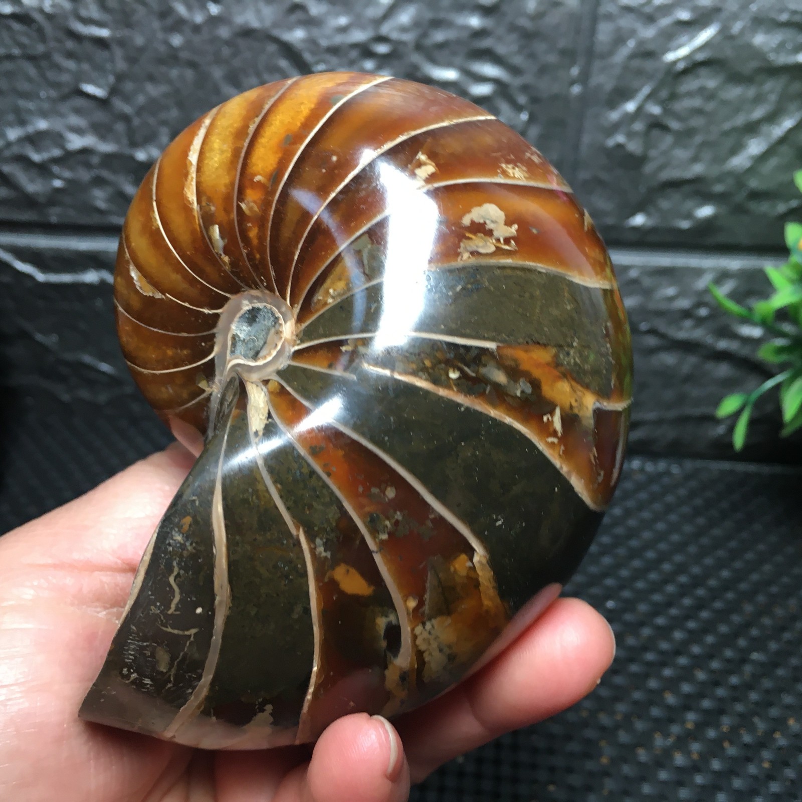 567g Natural polishing Ammonite crystal specimens fb1037