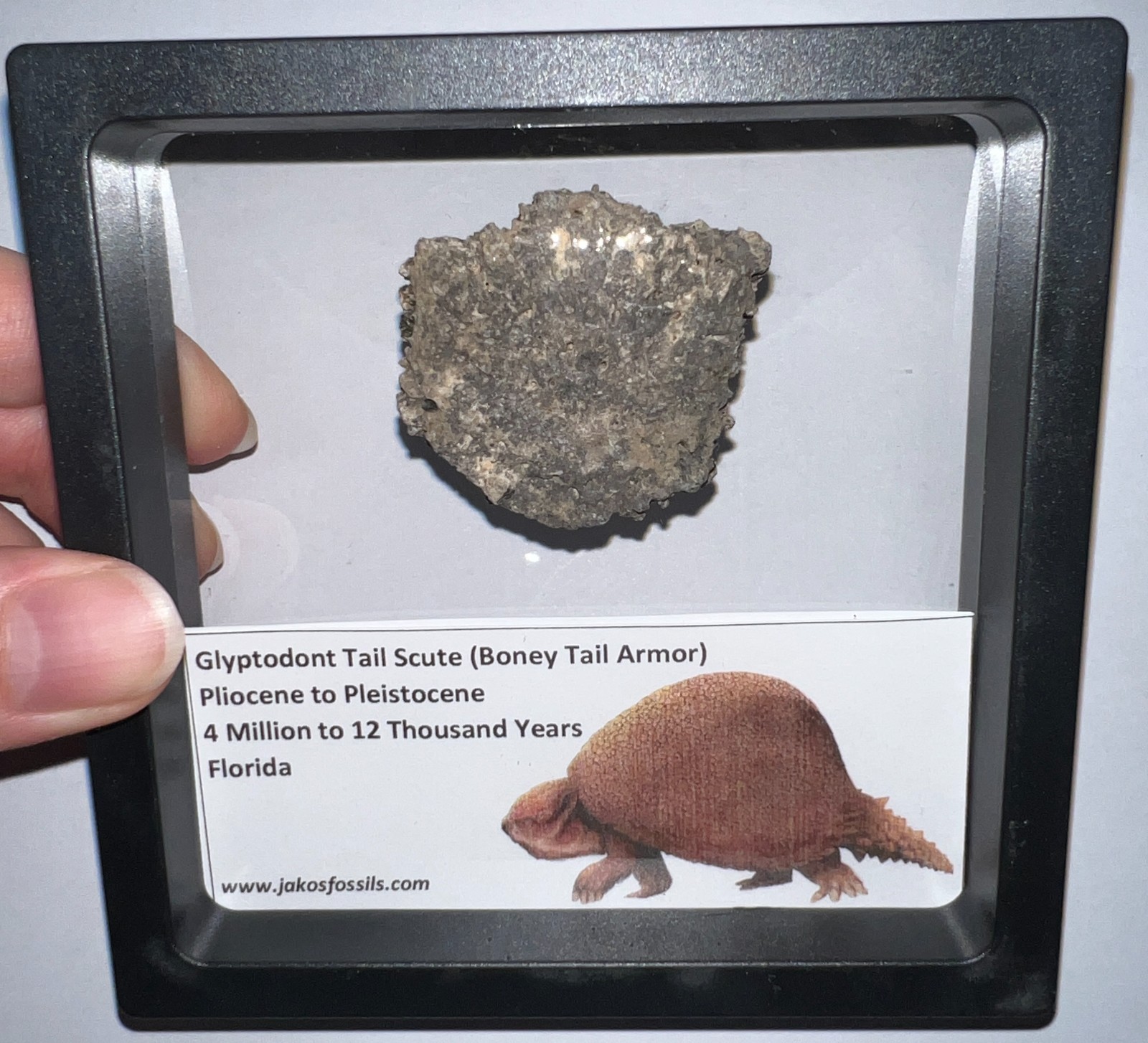 Framed RARE Ice Age Fossil GLYPTODONT Tail Scute Bone Armor Lot! ONE PER ORDER!
