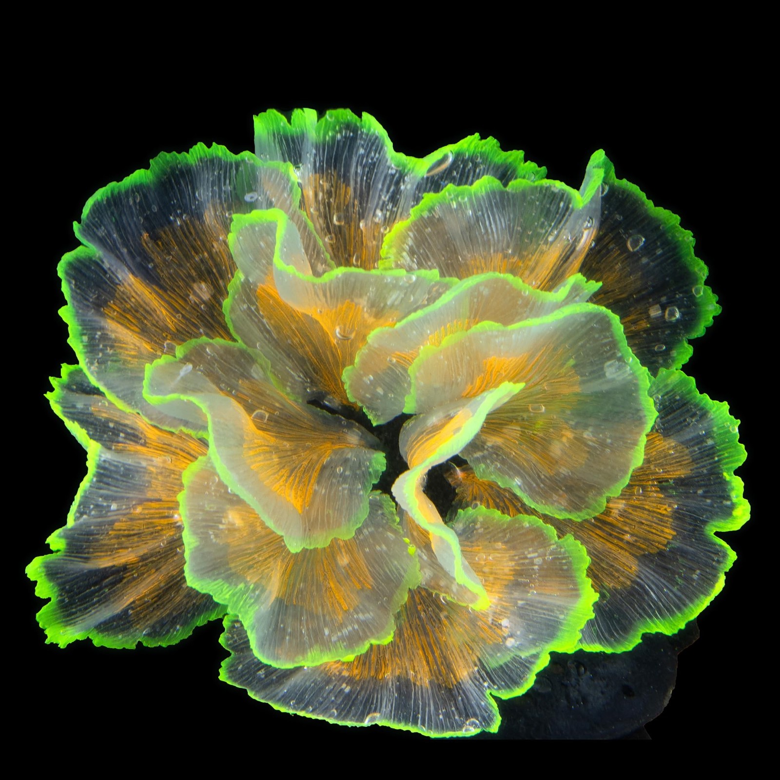 Fish Tank Decorations Glowing Flower Aquarium Decorations Aquatic Plants Bett...