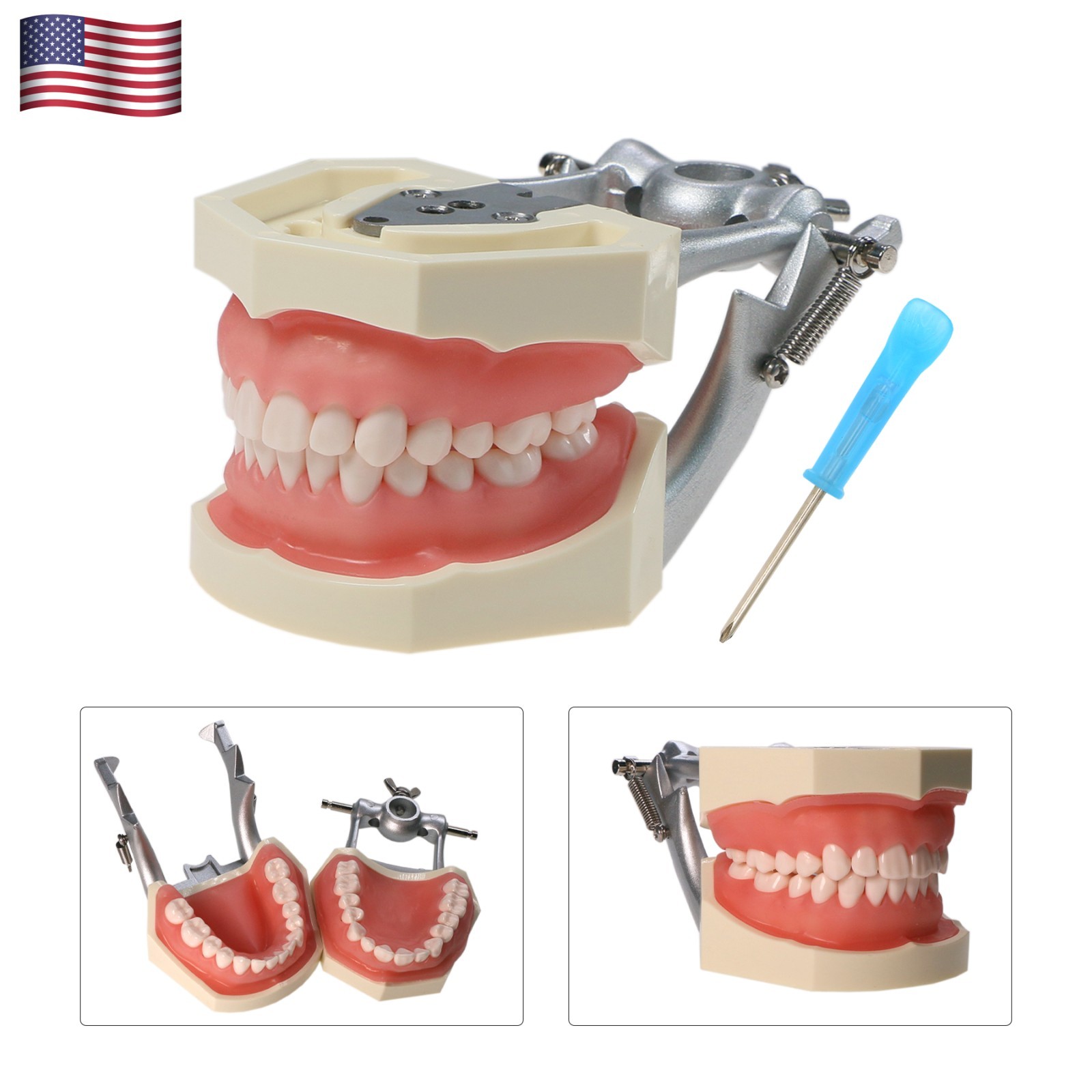 US For Kilgore Nissin 200 Columbia Type Dental Typodont Model With Mounting Pole