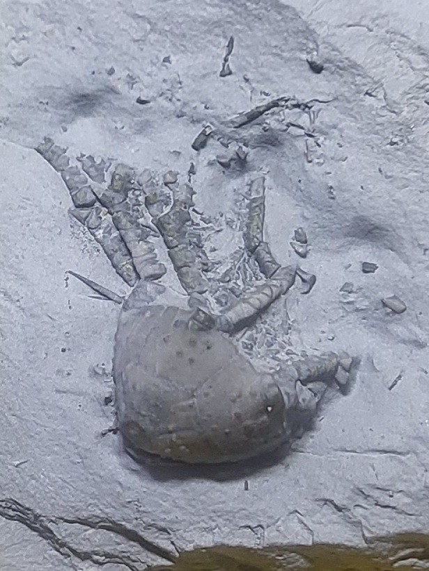 Rare Arthroacantha carpenteri Fossil Crinoid Silica Shale Devonian Sylvania OH