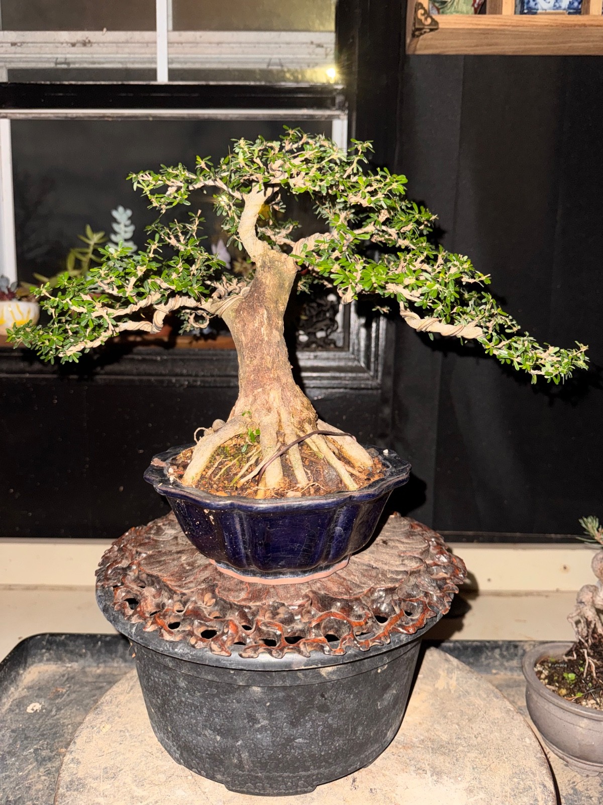 Desmodium, Vietnamese Blue Bell. Flowers Bonsai, Fragrant.