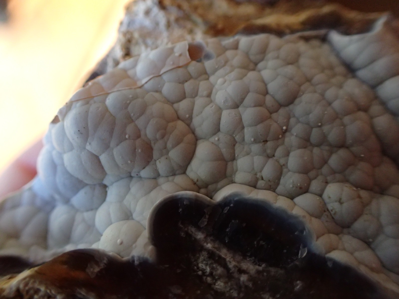 Botryoidal Fossil Coral Geode Fragment GA Agate Amber Display Sea Specimen WC40