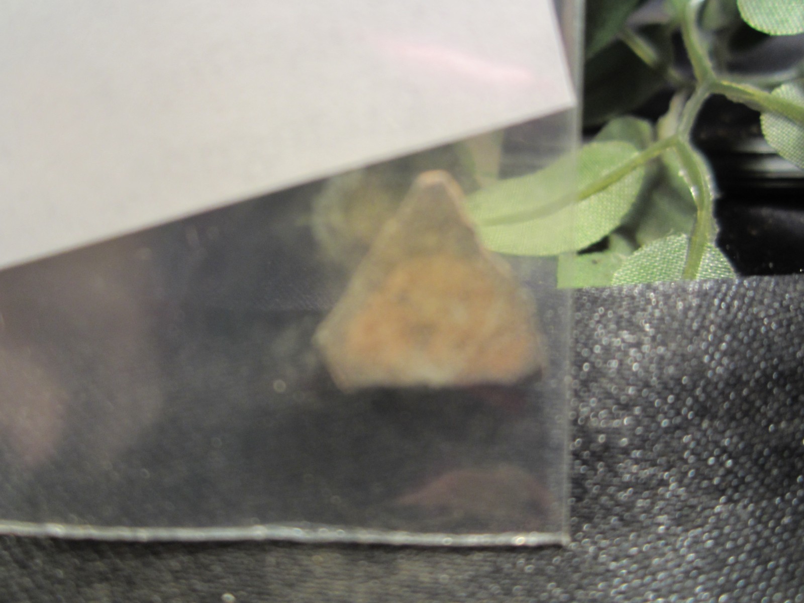 Fossilized Raptor Therapod Dinosaur Eggshell Piece with Display Label