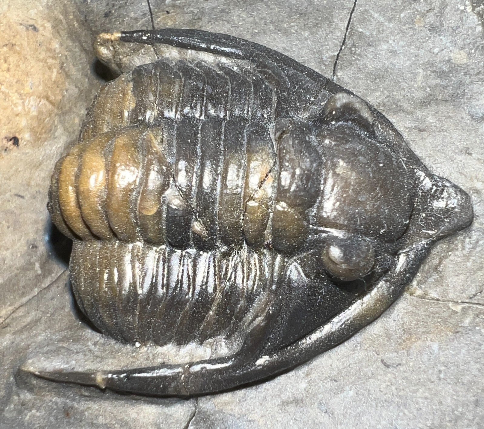 GEM Rare Pre Dinosaur Fossil TRILOBITE DIADEMAPROETUS ANTATLASIUS 1.5 INCHES!