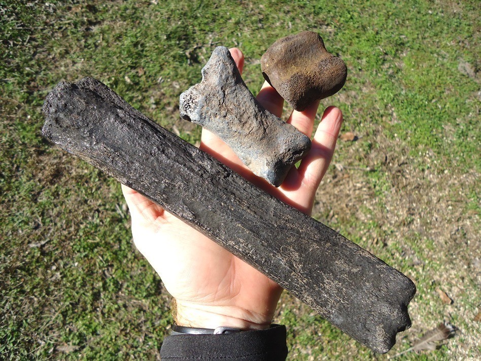 Horse Leg Mount Florida Fossil Ice Age Extinct Equus Hoof Bones Tooth