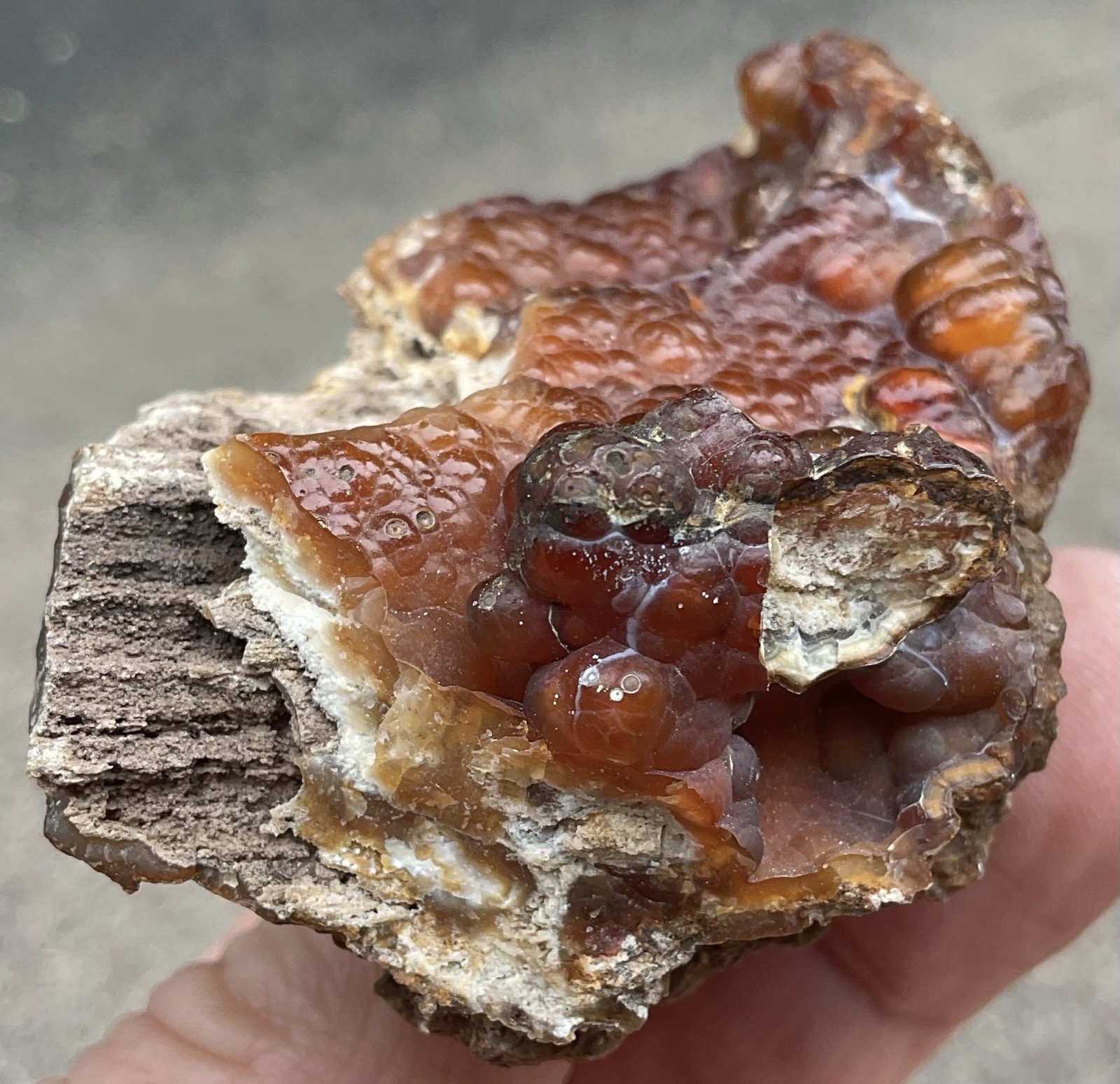 103g Botryoidal Agatized Coral Fossil Chalcedony Stalactite Florida