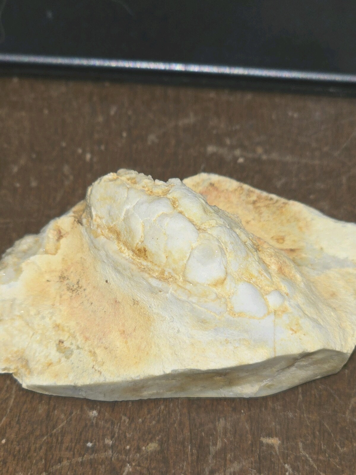 Beautiful Holocystite type Cystoid Fossil! Bring This Baby Home Today!