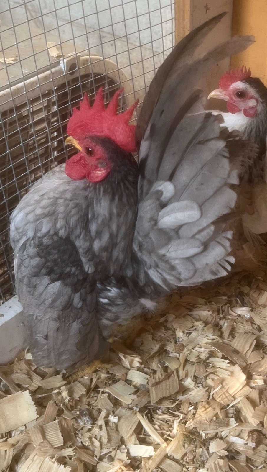 Small/Micro SERAMA Eggs One dozen Eggs