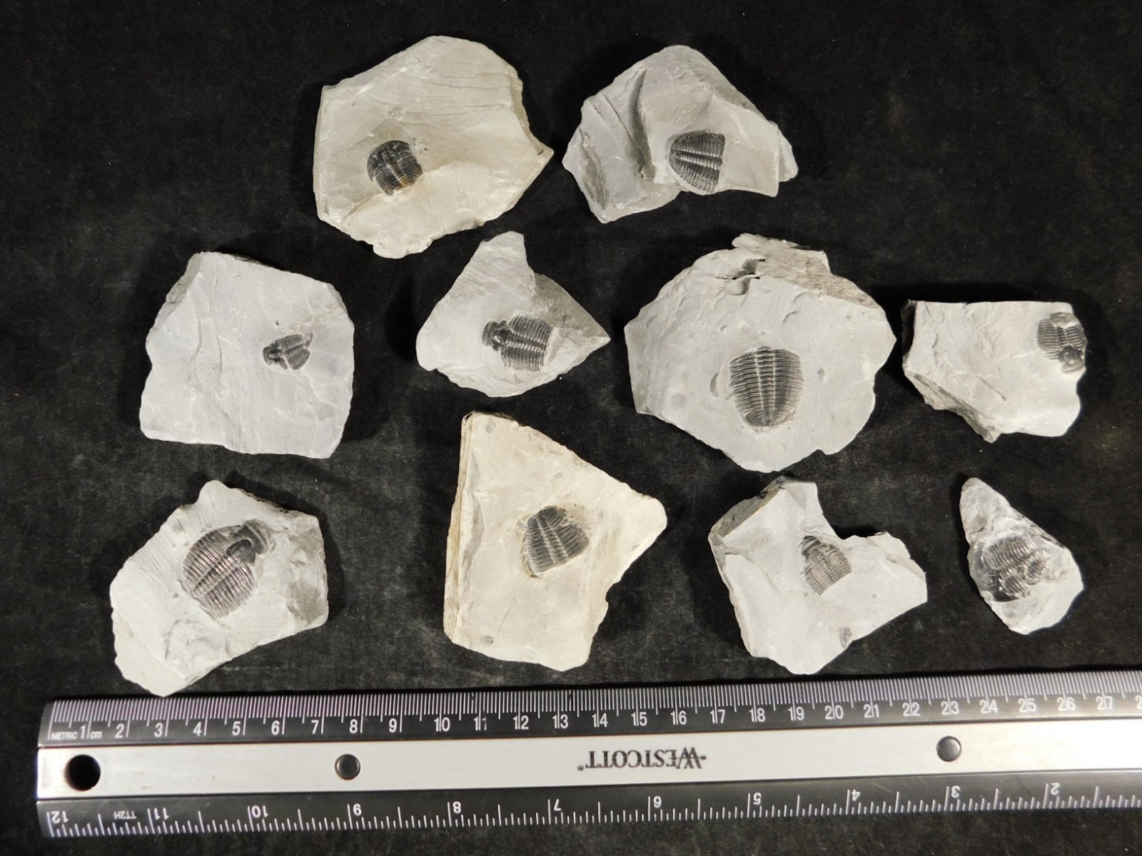 BIG Lot of TEN! 100% Natural Elrathia TRILOBITE Fossils in Matrix Utah 379gr