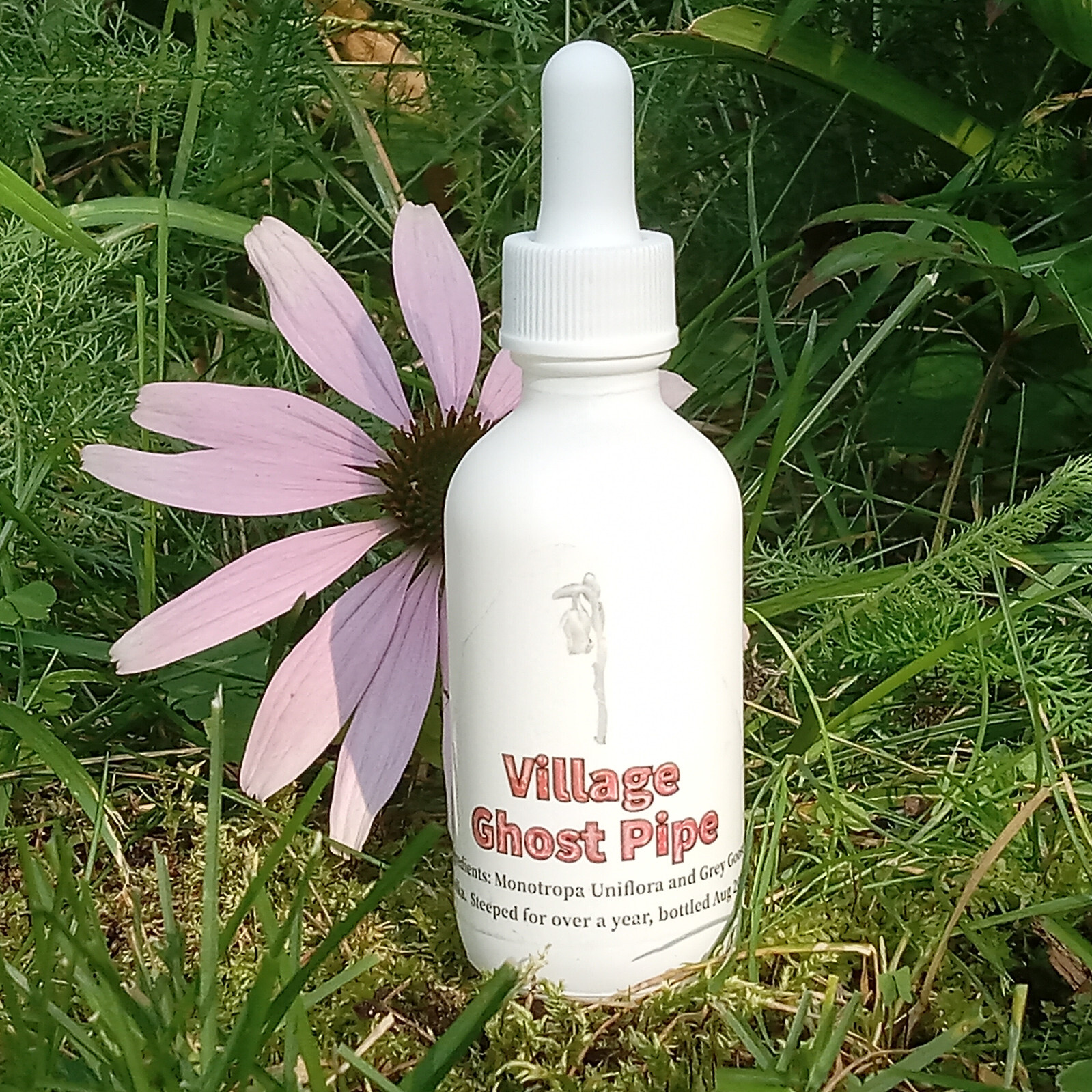 Village Ghost Pipe Tincture steeped for over 3 months in 2oz bottle IBS relief