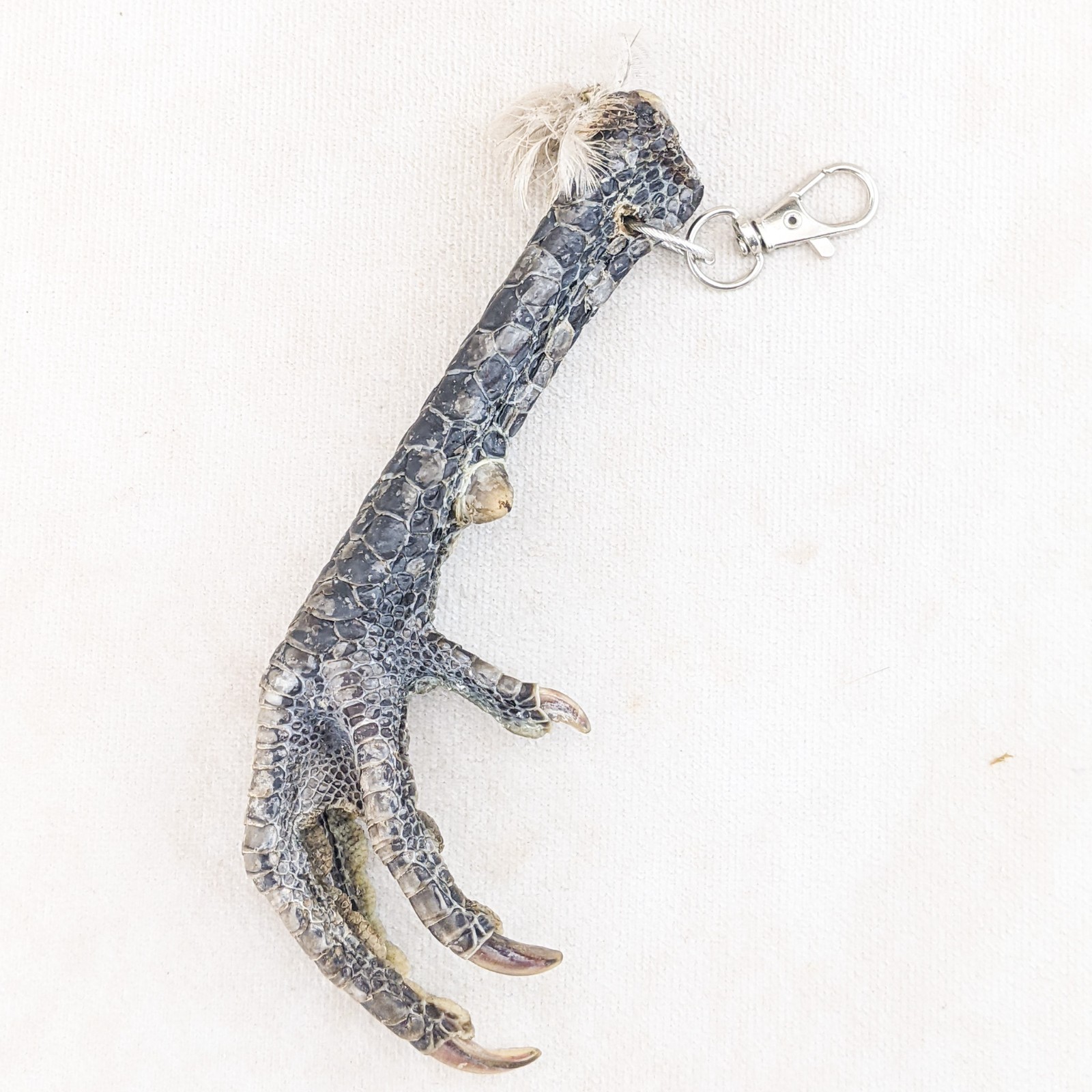 Chicken Foot KeyChain Hook talisman Taxidermy Oddity Curiosity voodoo pirate