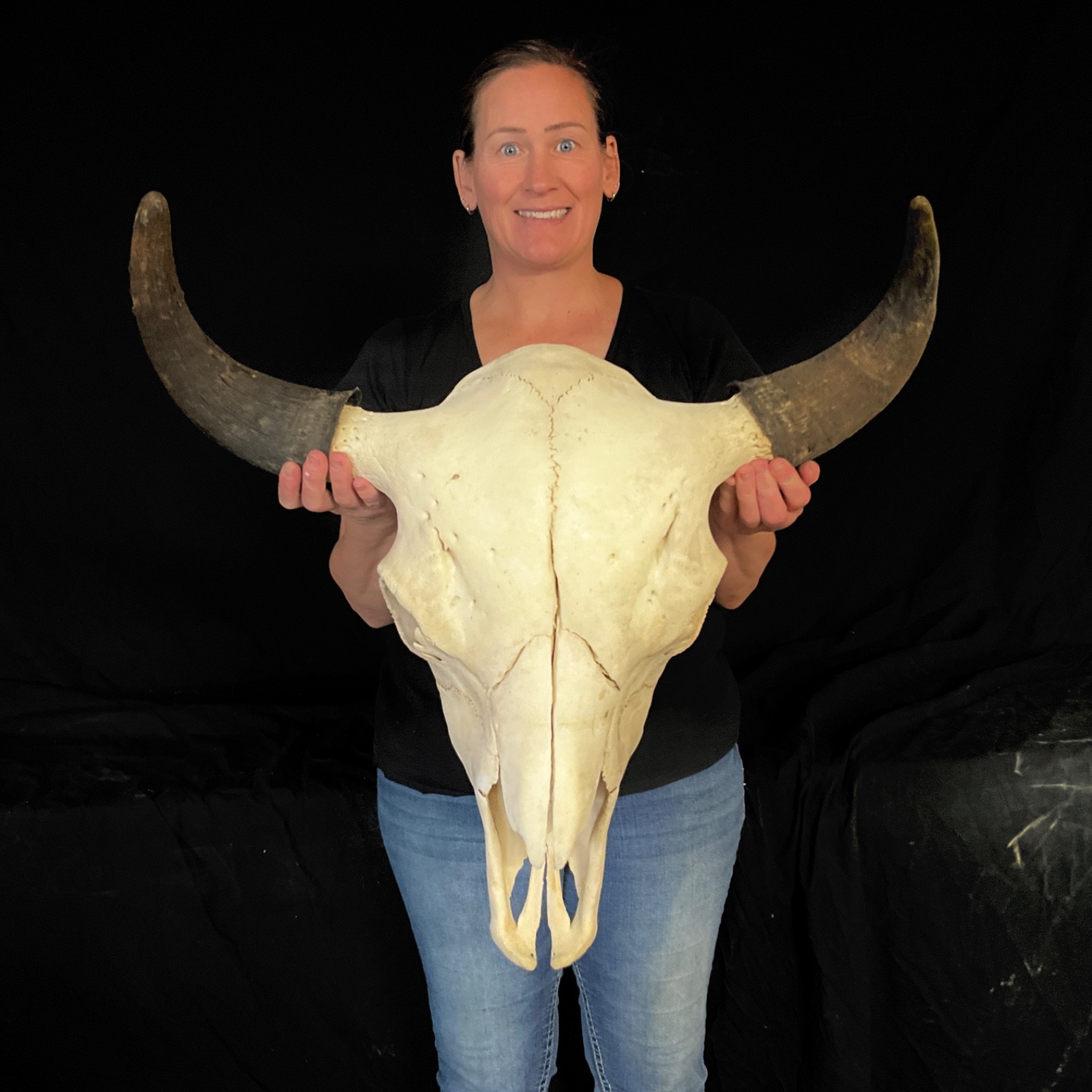Buffalo skull Rustic decor taxidermy 373