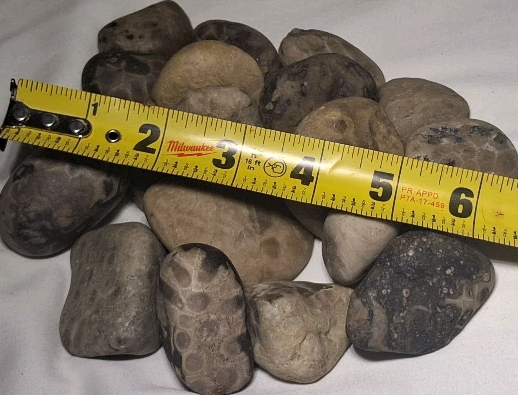 Michigan Petoskey Stone Lot 2 Pound Unpolished Natural Great Lakes Fossil Coral