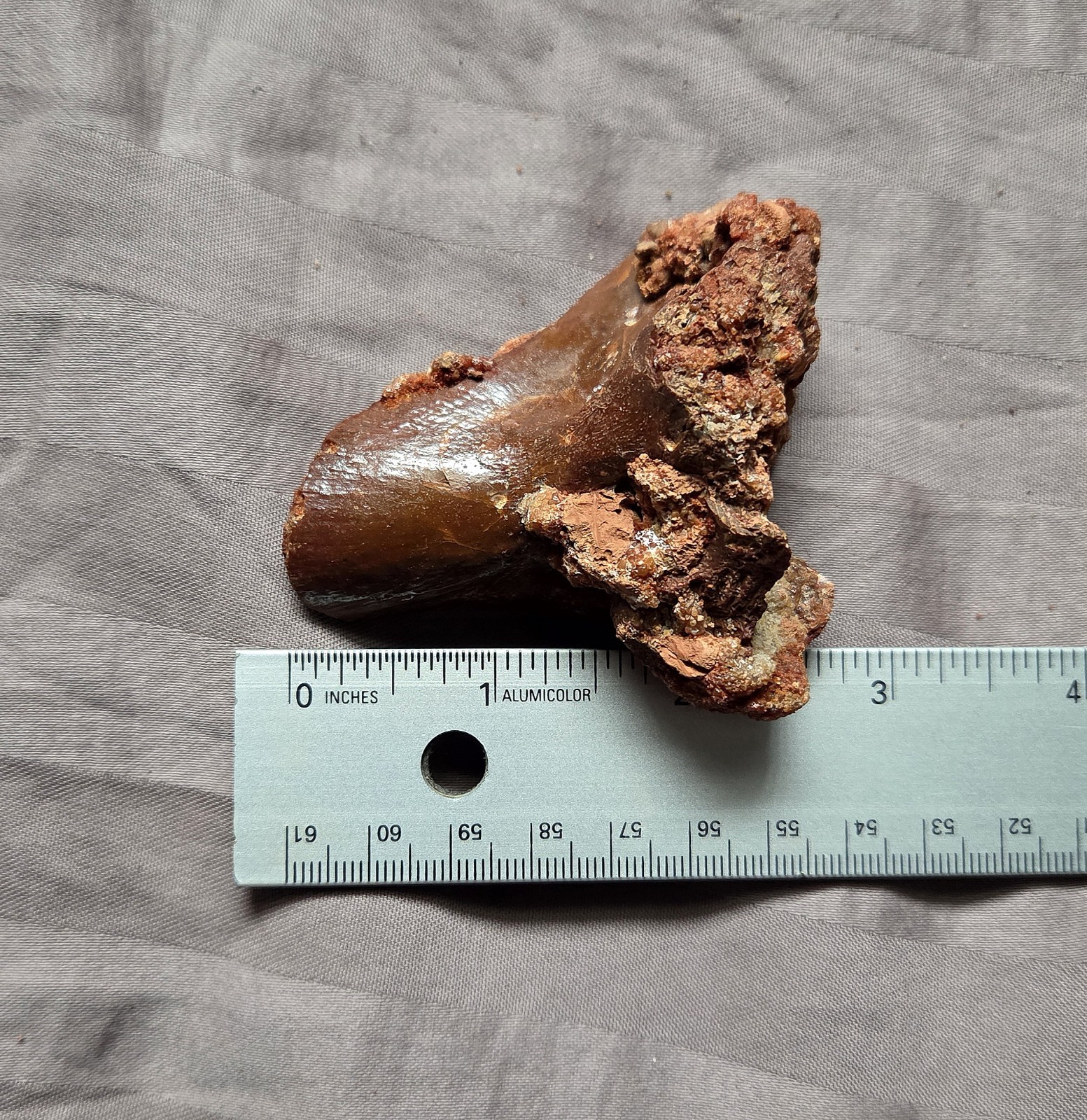 Rare Giant Coelacanth Mawsonia Fossil Fish Skull Bone Cretaceous Kem Kem Beds