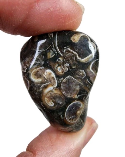 Turritella Agate Fossil Polished Stone Wyoming 23.9 grams.