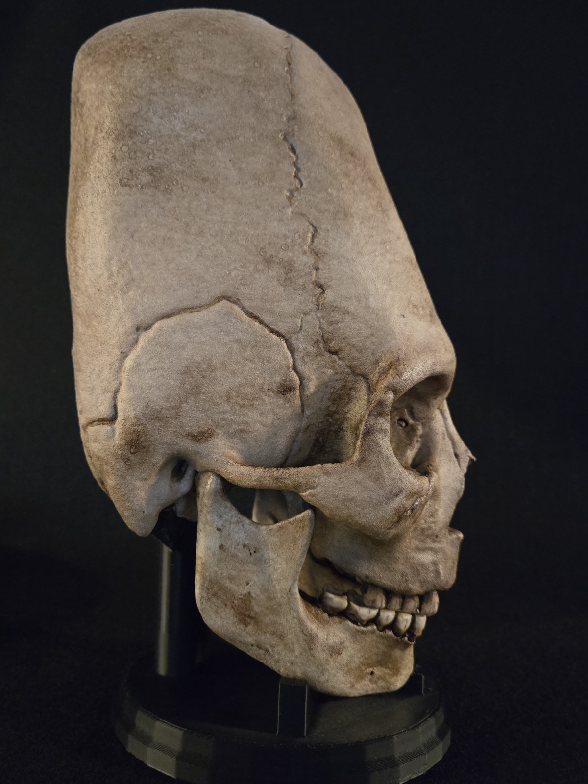 Human Skull - Peruvian Enlongated- Hyper Realistic with stand.