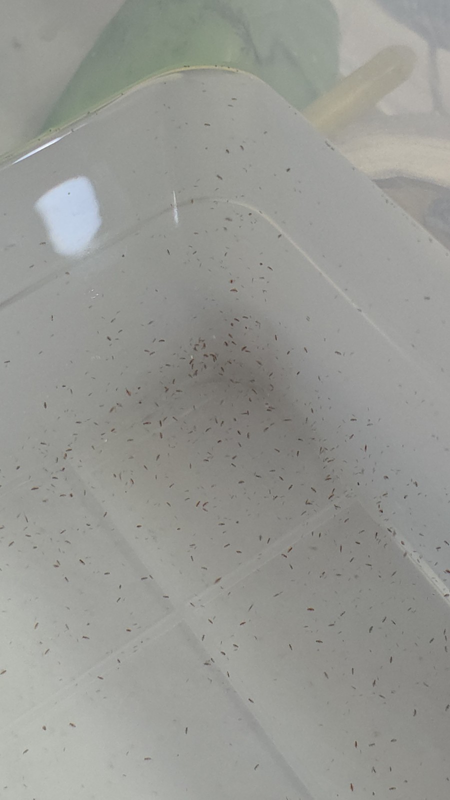 1000 #LIVE MOINA + DAPHNIA + FREE + 2gr food Starter Culture + Free SHIPPING