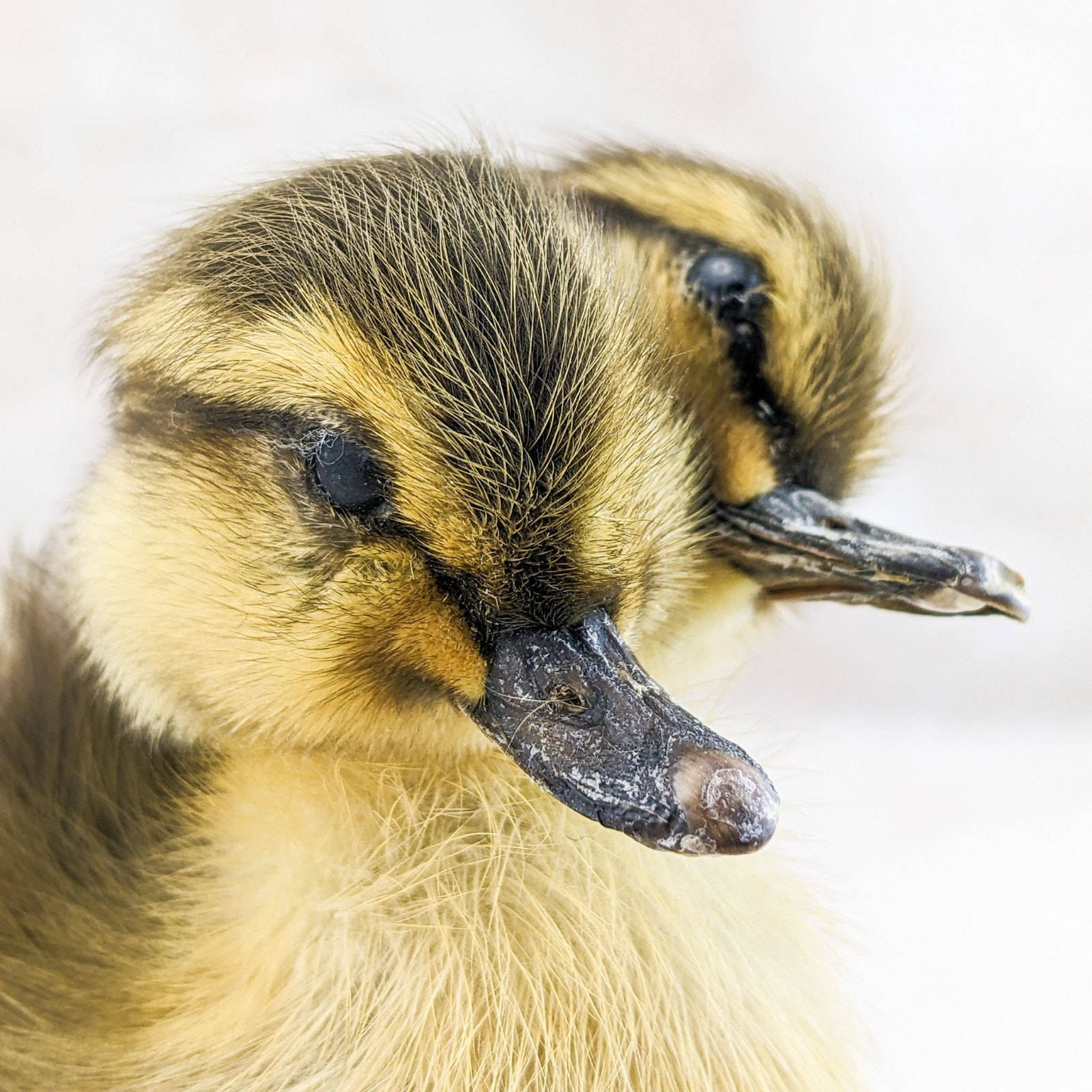 Two 2 Headed Duck Duckling Oddity Curiosity sps: Anas Platyrhynchos domesticu