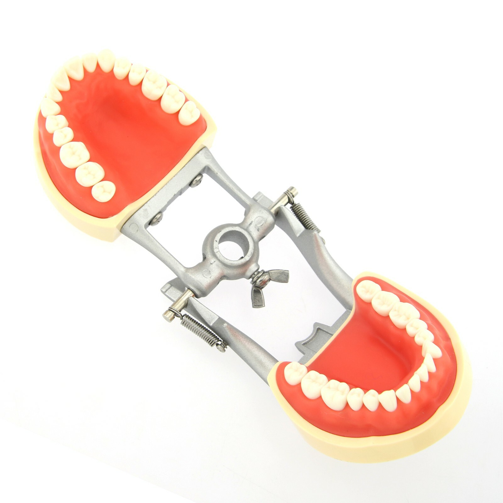 US Kilgore Nissin 200 Type Dental Typodont Model 32pcs Removable Teeth