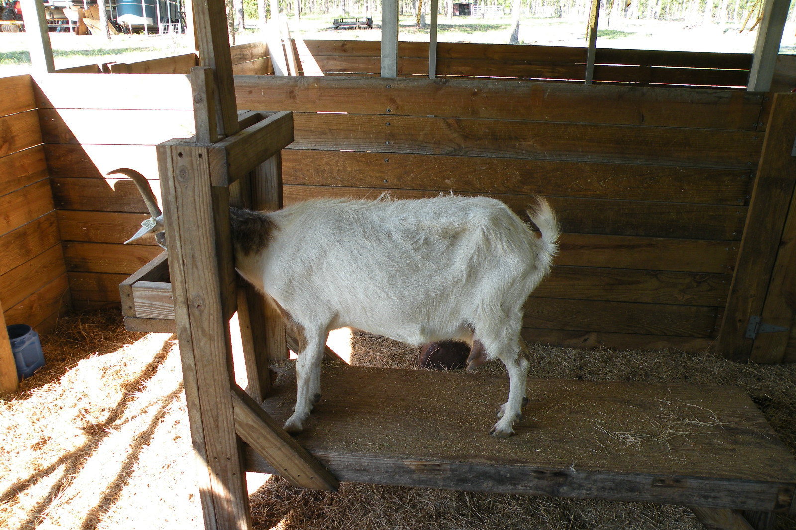 Dansha Farms™ Vacuum Goat and Sheep Milker Hand Milking Machine 1/2 Gal 1 teat