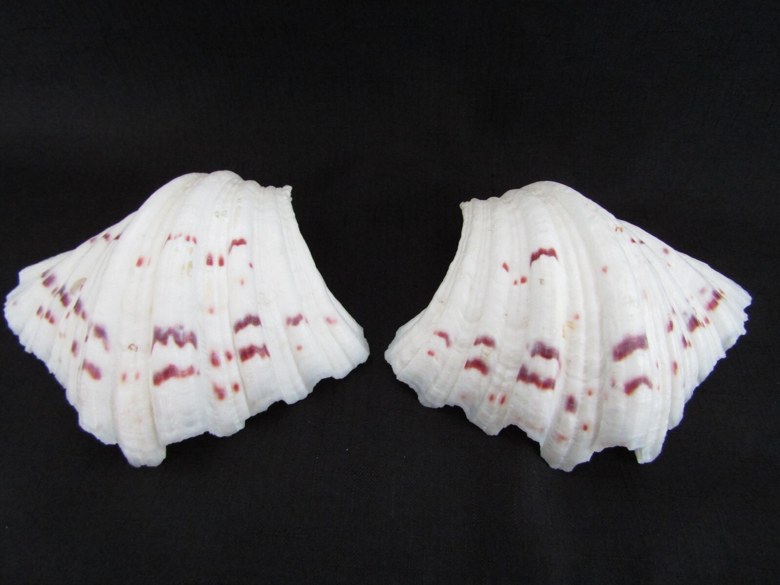 Genuine Bear Paw Hippopus Clam 6.5" x 5.5" Seashell EUC