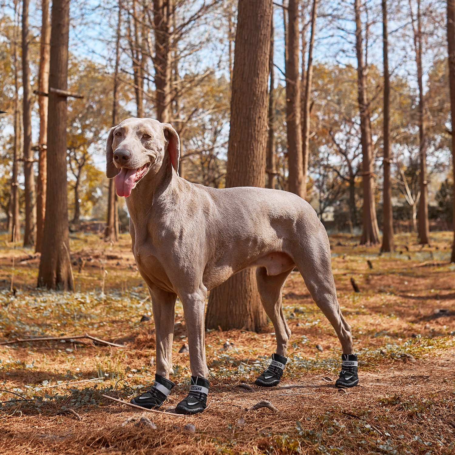 4Pcs Mesh Dog Shoes Boots Paw Protector W/ Reflective Anti-slip 3XS-2XL