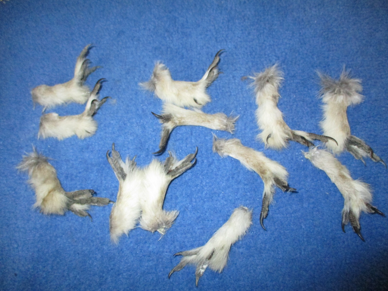 10 Real Feet Sharptail Grouse animal  bird foot sharpe tail feet art craft mount