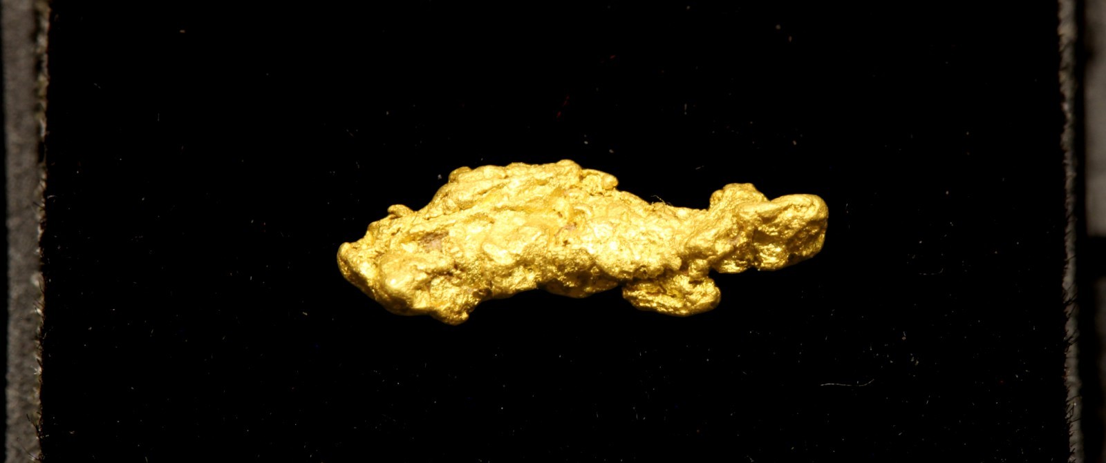 Gold nugget Small nugget in box 0.32 Gram Rose Creek Placer Pershing Co. NV