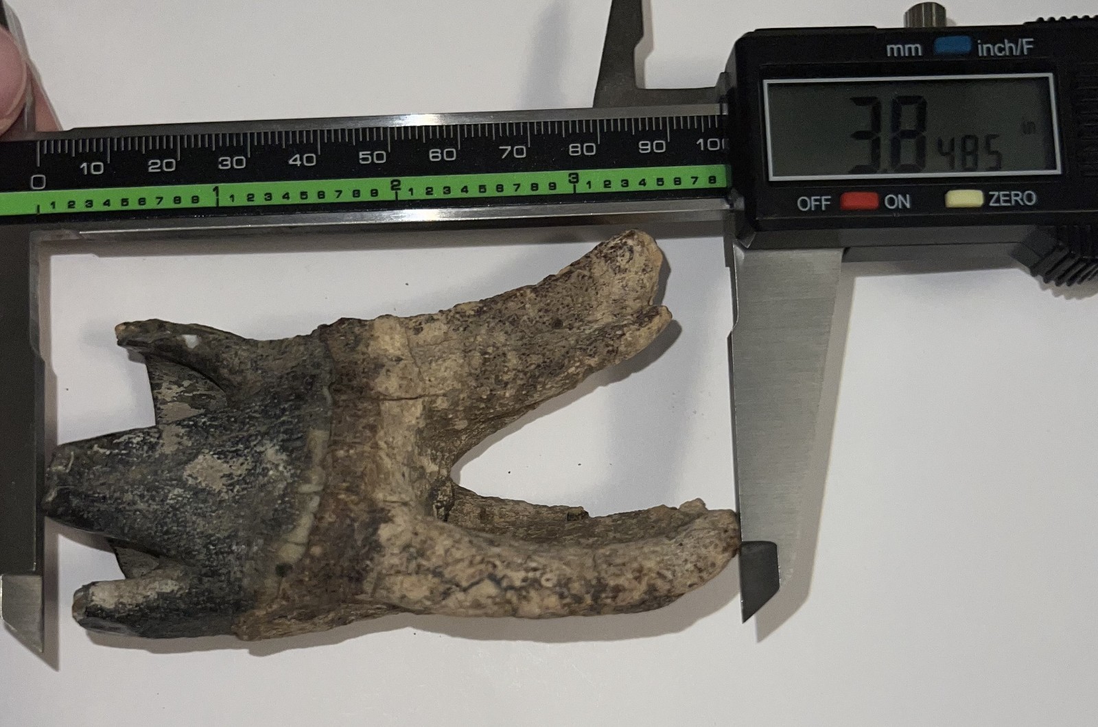 HUGE Ice Age Fossil COELODONTA Lower Molar Tooth 3.84 Inches!