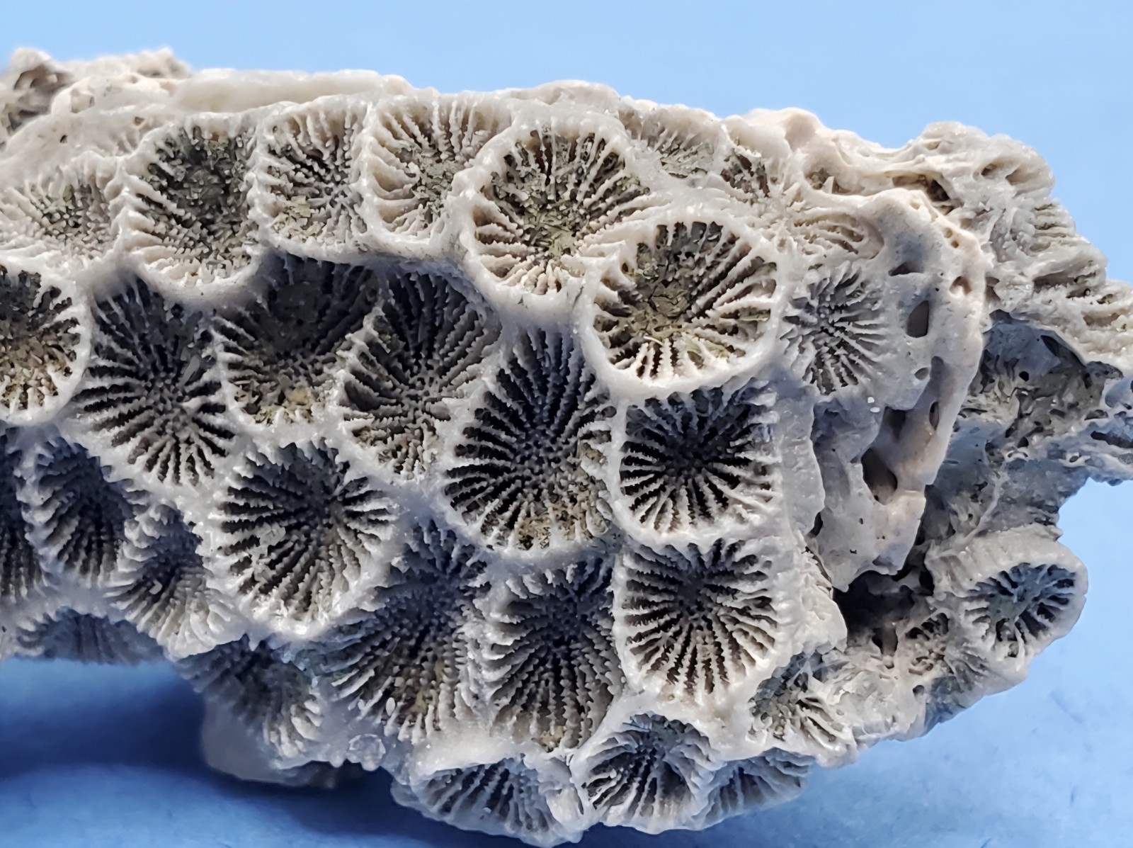 Astrangia Fossilized Coral