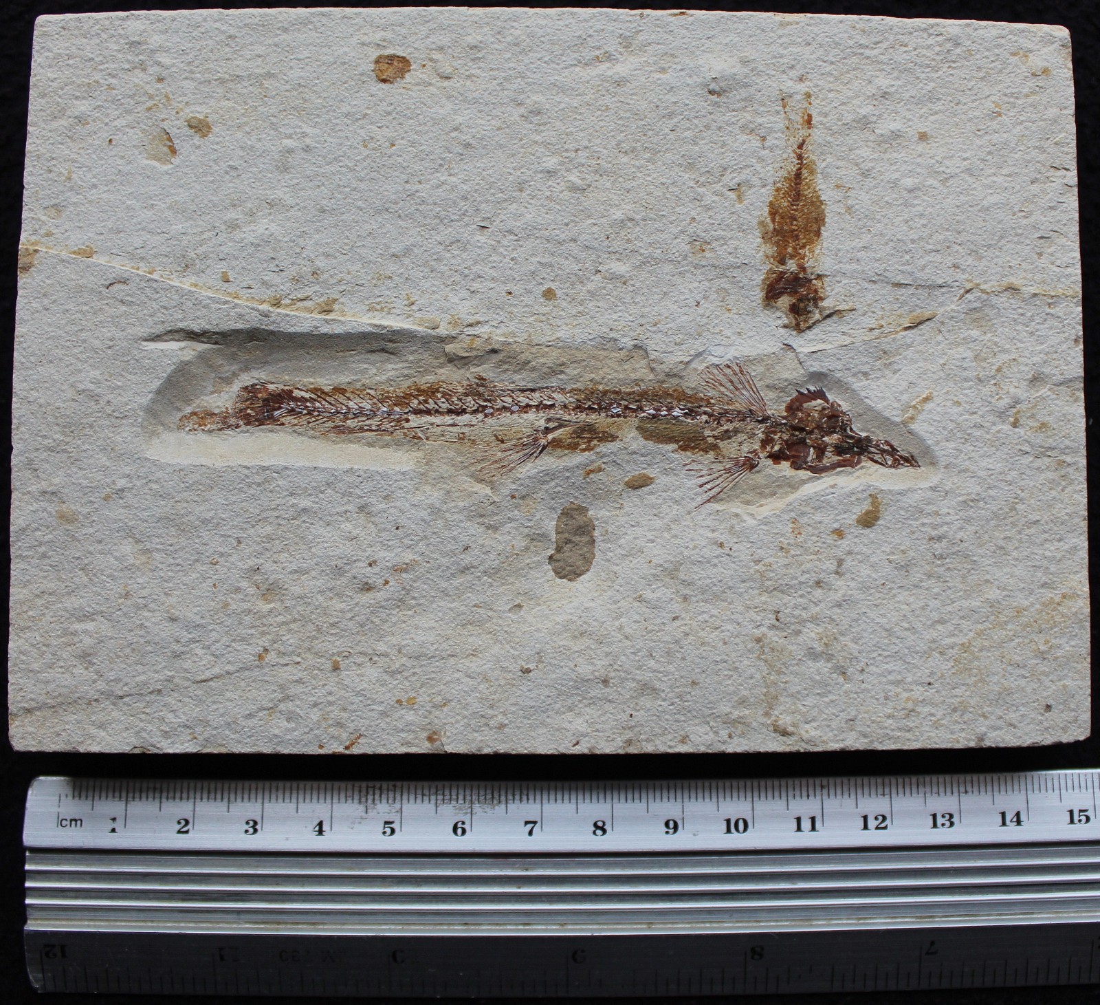 Charitopsis spinosus 10 + Small Fish - Zero Repairs - Cretaceous Fossils Lebanon