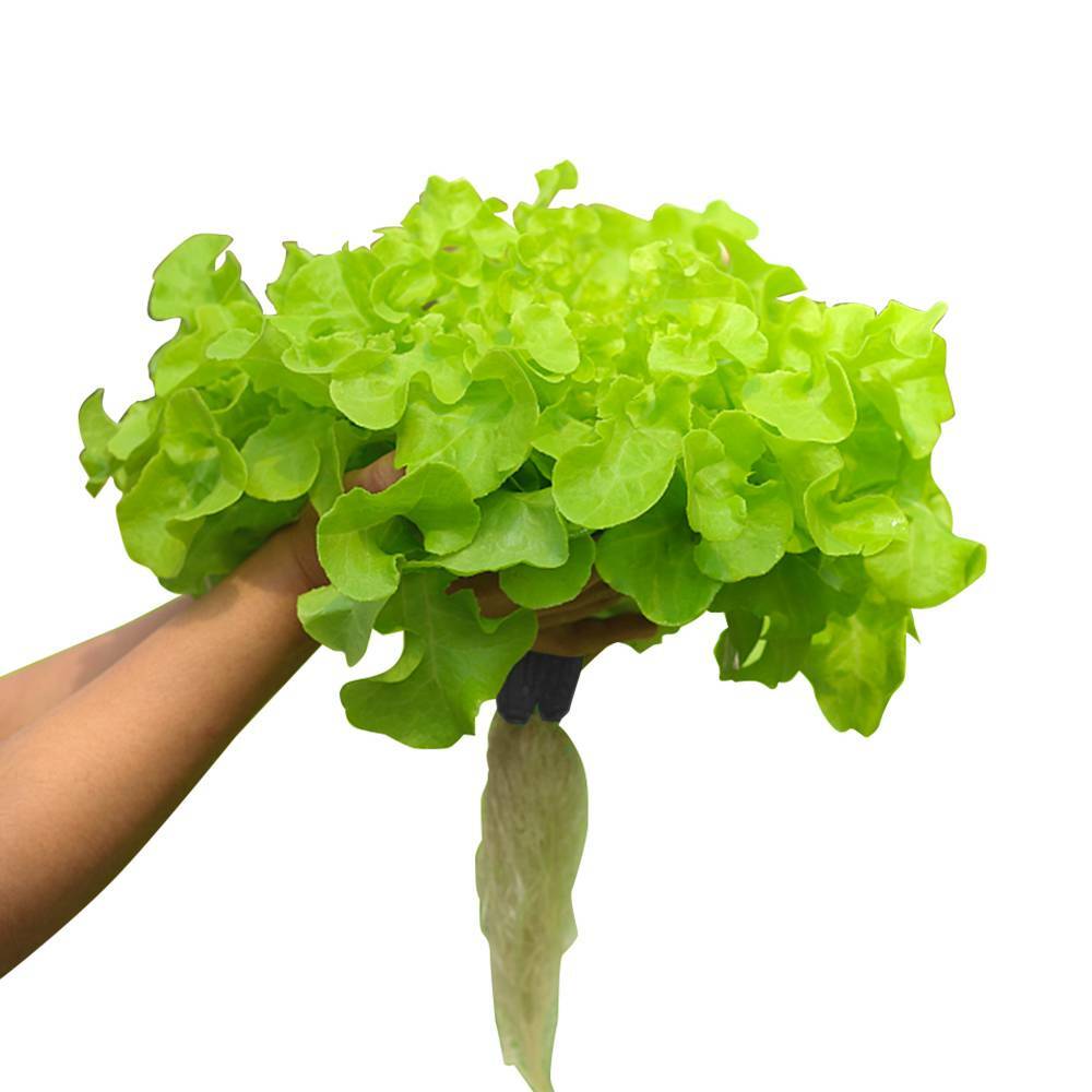 NEW 80 Pot Vertical Hydroponics Tower Systems Set Hydroponic Growing Kit Garden