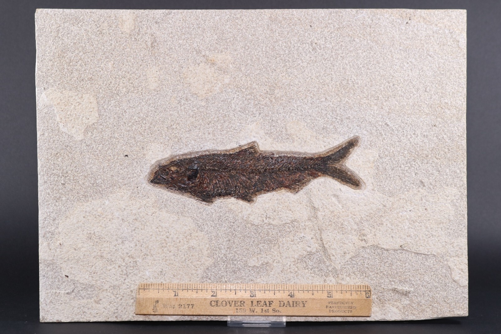 5.3" Knightia eocaena Fossil Fish Fossil Lake Green River Fm Wyoming COA 11627