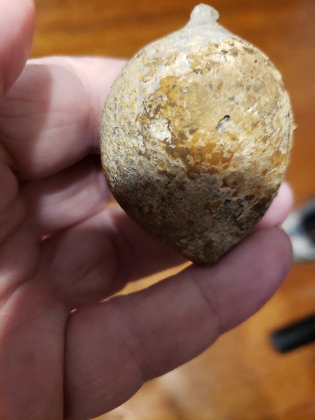 Huge Museum FOSSIL Cystoid Echinosphaerites aurantium 2.25"! Crinoid Trilobite !