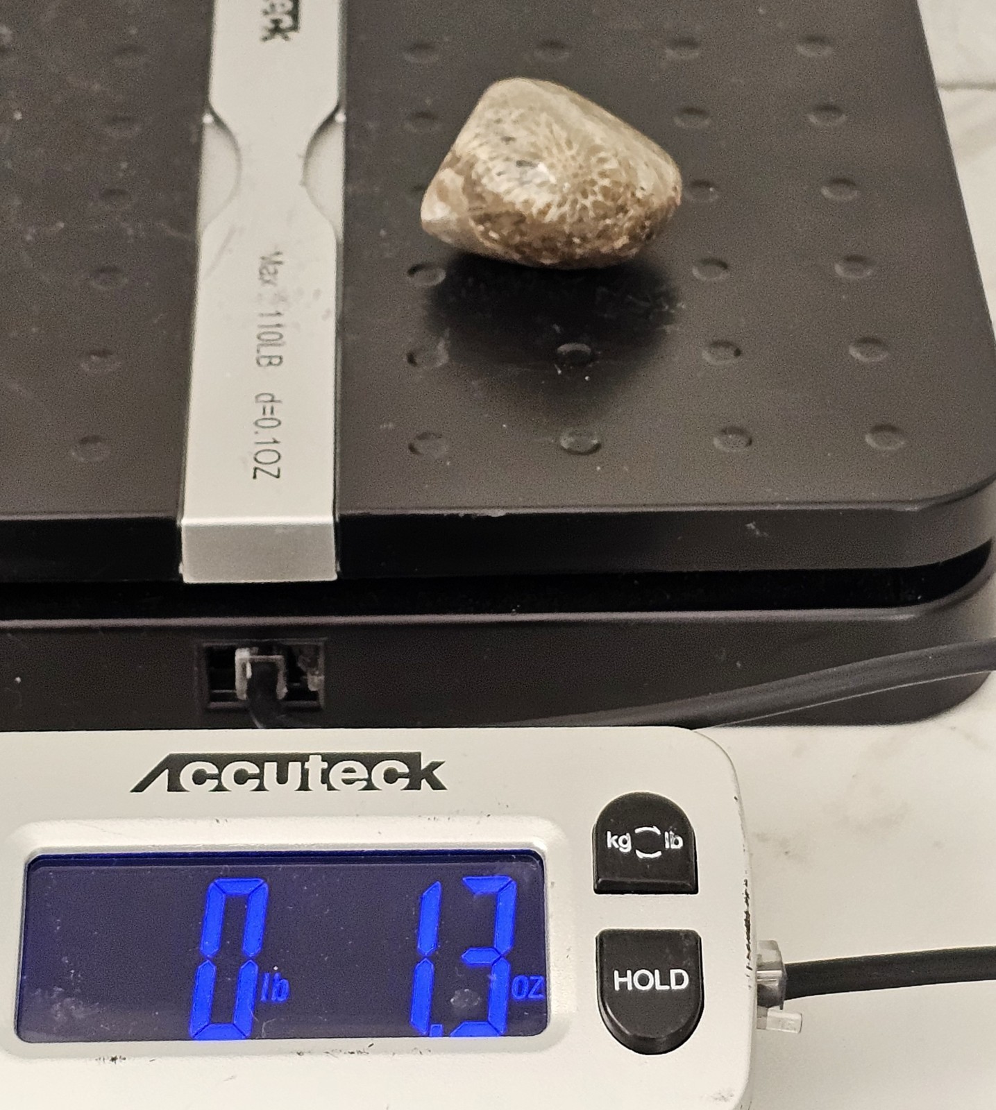 Michigan Horn Coral Agatized 1.5" 1.3 Oz. Fast Shipping Very Unique