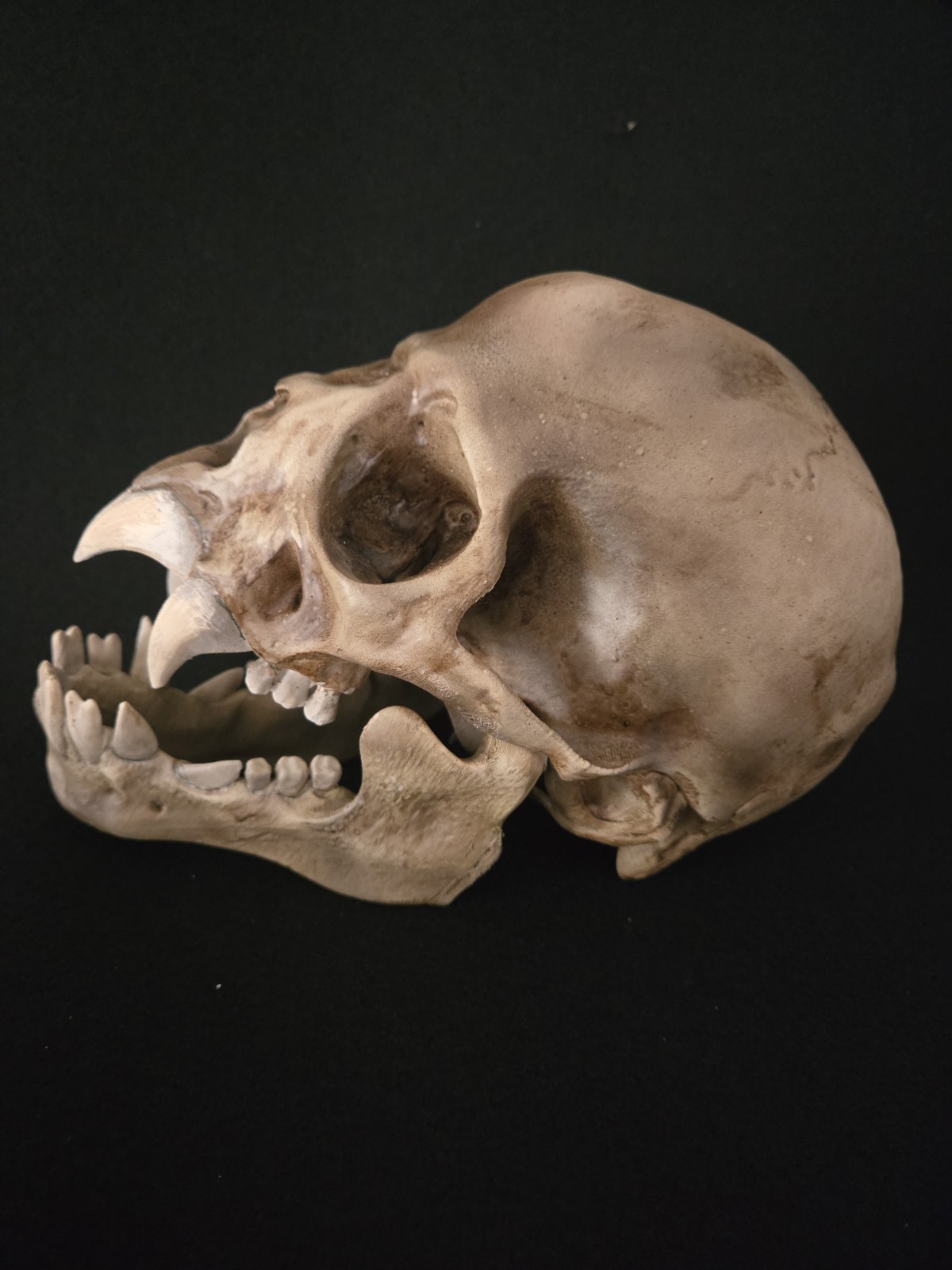 Vampire Skull Realistic (Human Size)
