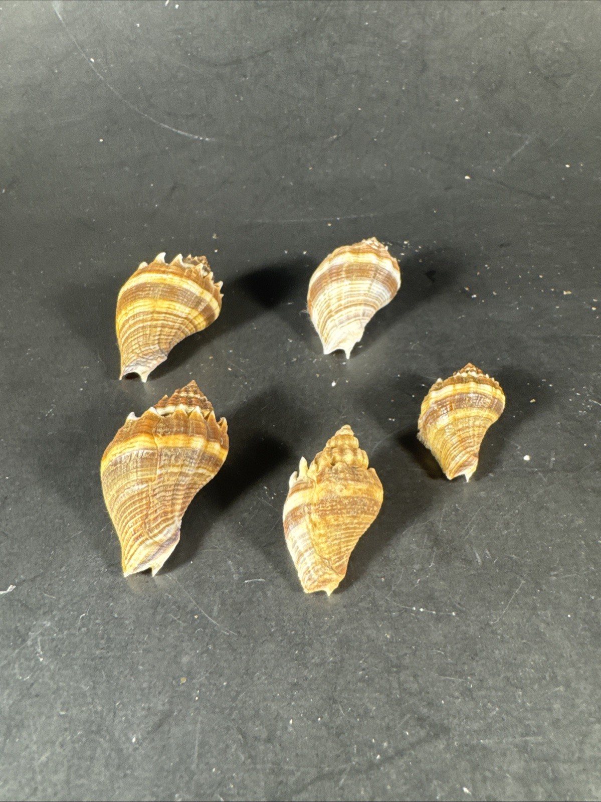 Melongena corona. Collected in Florida Lot Of 5 W/O 36mm To 52mm