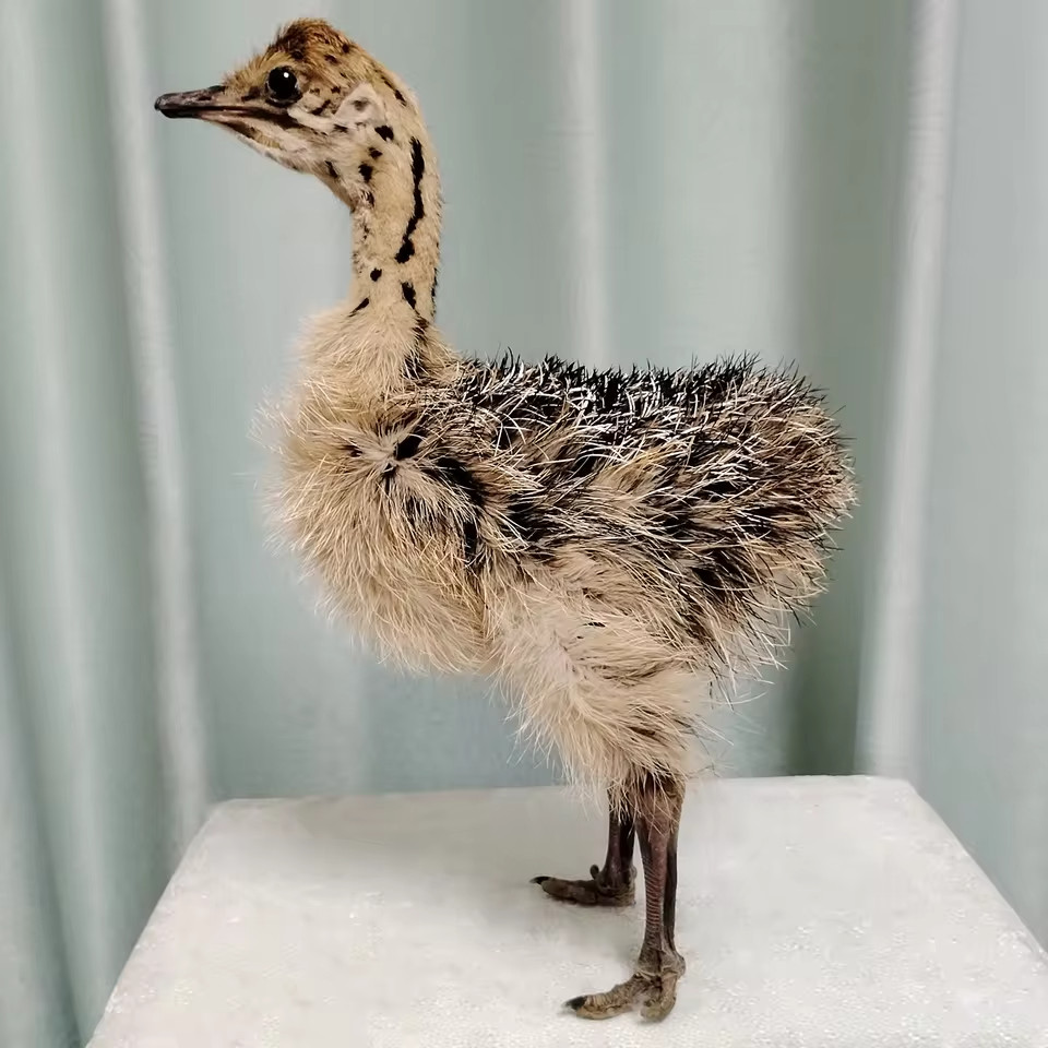 Taxidermy Baby Ostrich Stuffed Collectors Poultry Rare