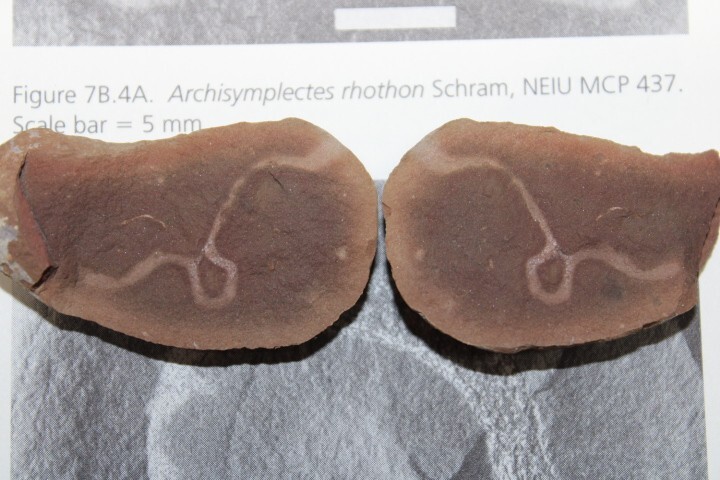 Mazon Creek Fossil Nonannelid Worm Fossils Pennsylvanian Period R6