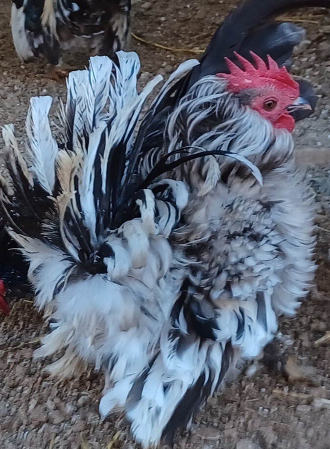 12+Ex NPIP AI CLEAN Pure Serama Micro To B Hatching Eggs MALAYSIAN & TRADITIONAL