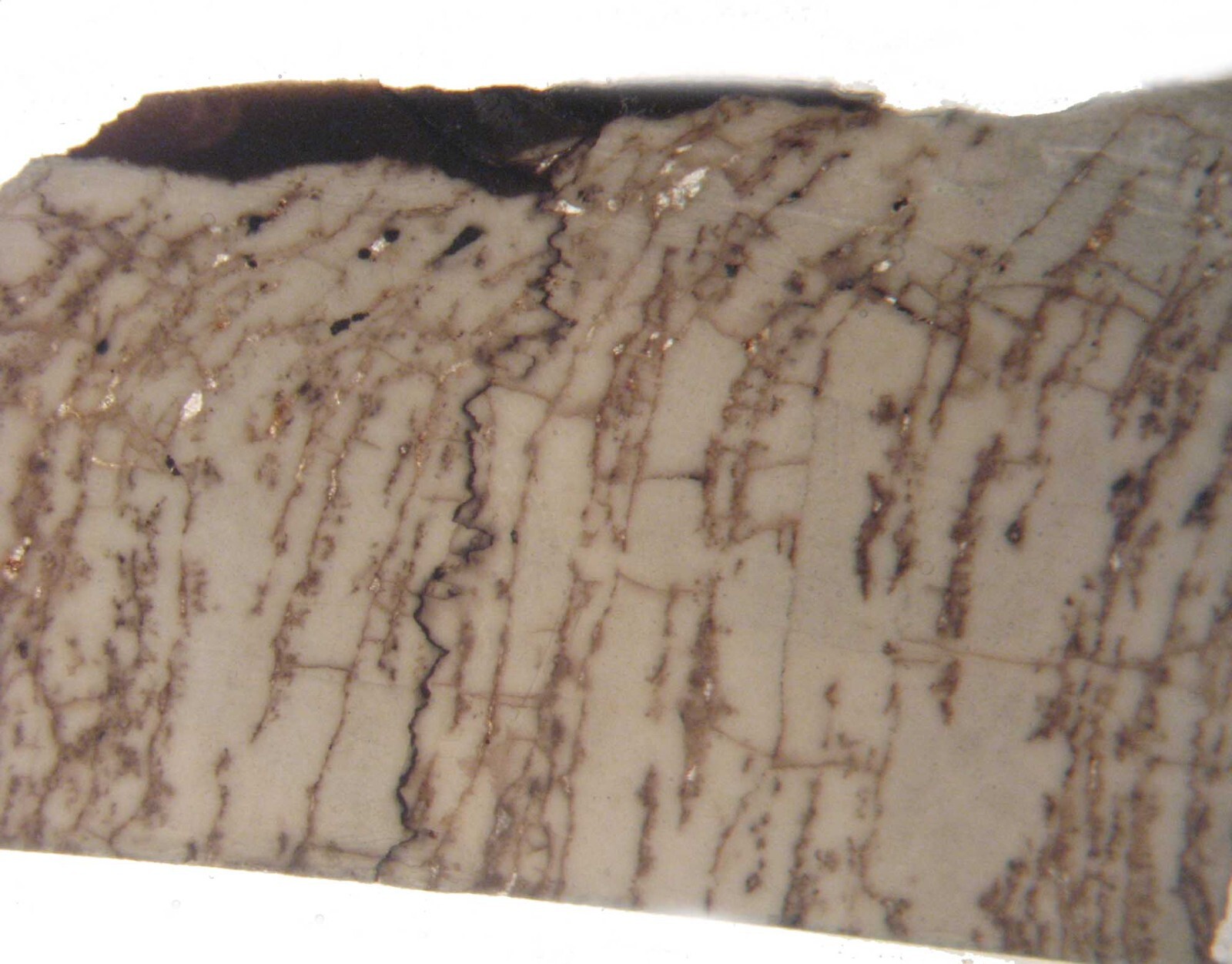 Geological Rock Formation & fossil Thin Section collection 100 slides in case