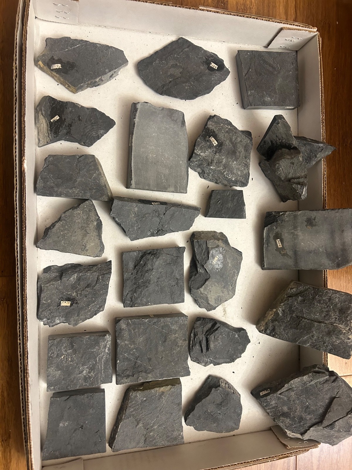 Washington Fossil Trilobites HUGE LOT Ogygopsis etc Metaline fm Bug in Matrix